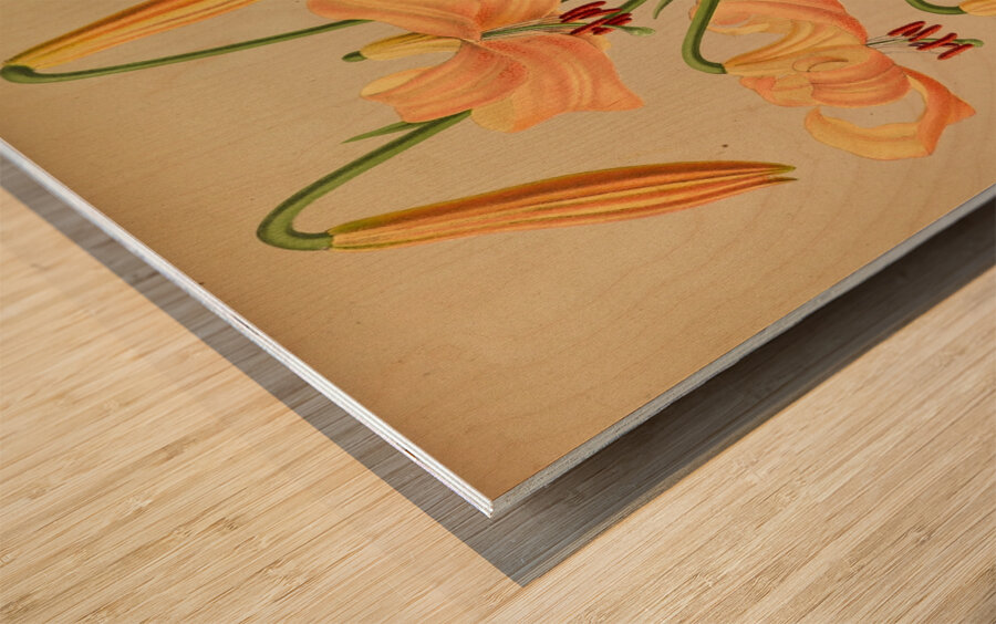 Album van Eeden : Haarlems flora : 1872-1881 Wood print