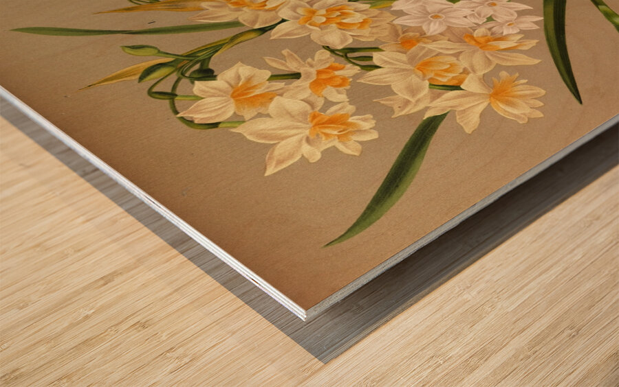 Album van Eeden : Haarlems flora : 1872-1881 Wood print