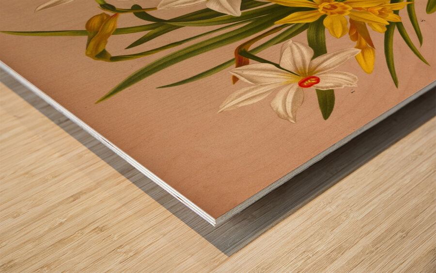 Album van Eeden : Haarlems flora : 1872-1881 Wood print