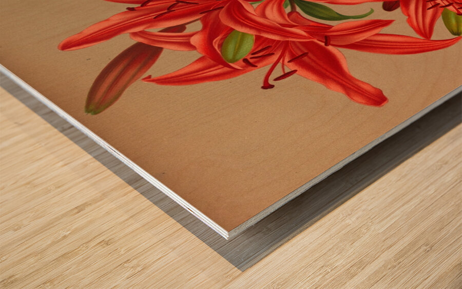 Album van Eeden : Haarlems flora : 1872-1881 Wood print