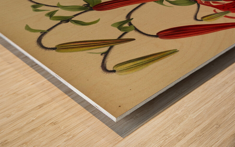 Album van Eeden : Haarlems flora : 1872-1881 Wood print