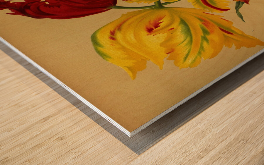 Album van Eeden : Haarlems flora : 1872-1881 Wood print