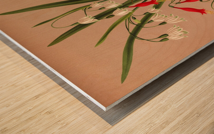 Album van Eeden : Haarlems flora : 1872-1881 Wood print