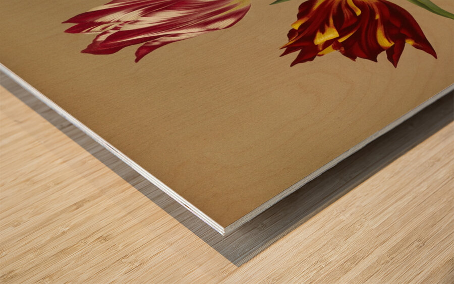 Album van Eeden : Haarlems flora : 1872-1881 Wood print