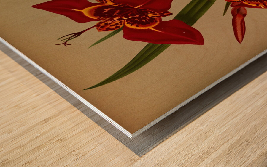 Album van Eeden : Haarlems flora : 1872-1881 Wood print