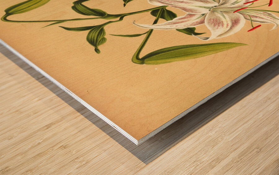 Album van Eeden : Haarlems flora : 1872-1881 Wood print