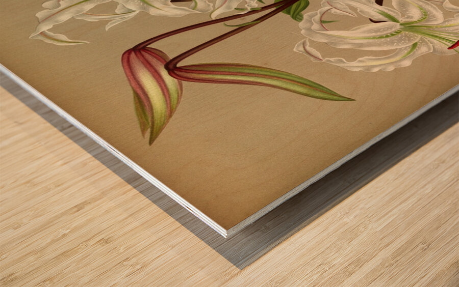 Album van Eeden : Haarlems flora : 1872-1881 Wood print