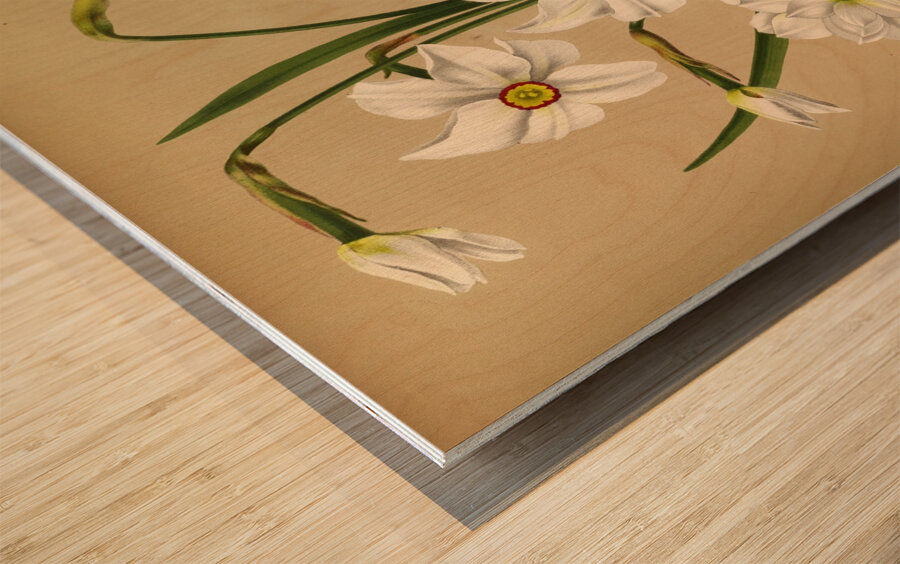 Album van Eeden : Haarlems flora : 1872-1881 Wood print