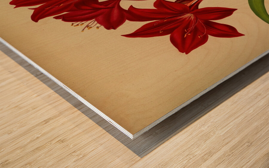 Album van Eeden : Haarlems flora : 1872-1881 Wood print