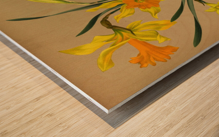 Album van Eeden : Haarlems flora : 1872-1881 Wood print