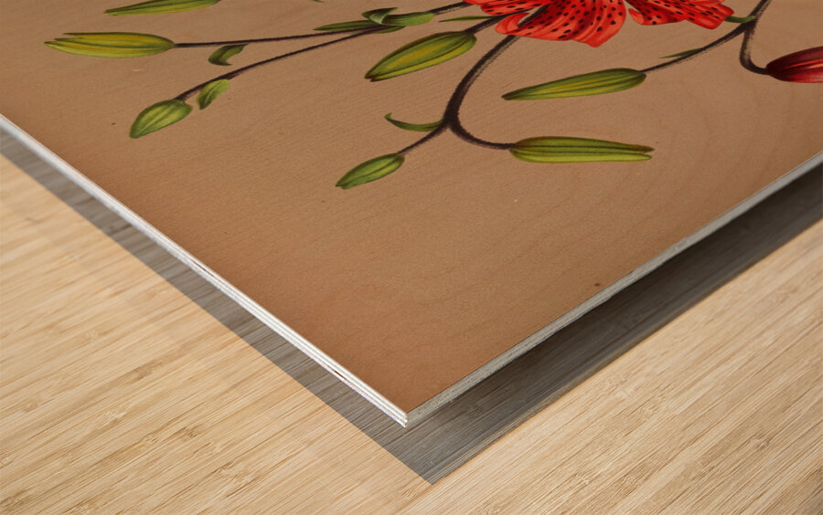 Album van Eeden : Haarlems flora : 1872-1881 Wood print