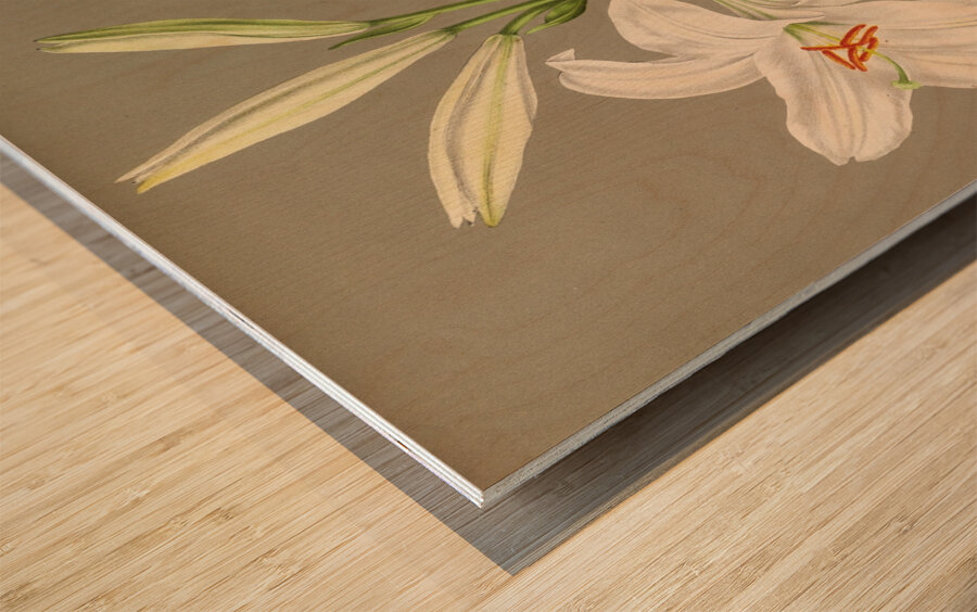 Album van Eeden : Haarlems flora : 1872-1881 Impression sur bois