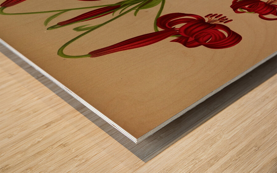 Album van Eeden : Haarlems flora : 1872-1881 Wood print