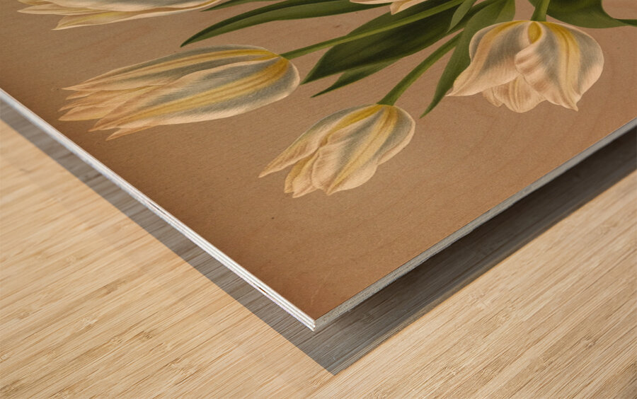 Album van Eeden : Haarlems flora : 1872-1881 Wood print