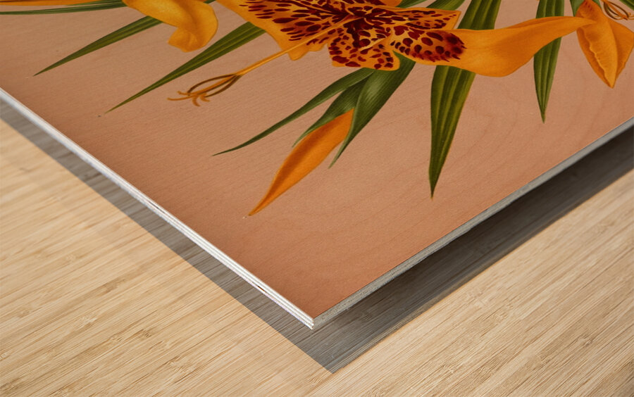 Album van Eeden : Haarlems flora : 1872-1881 Wood print