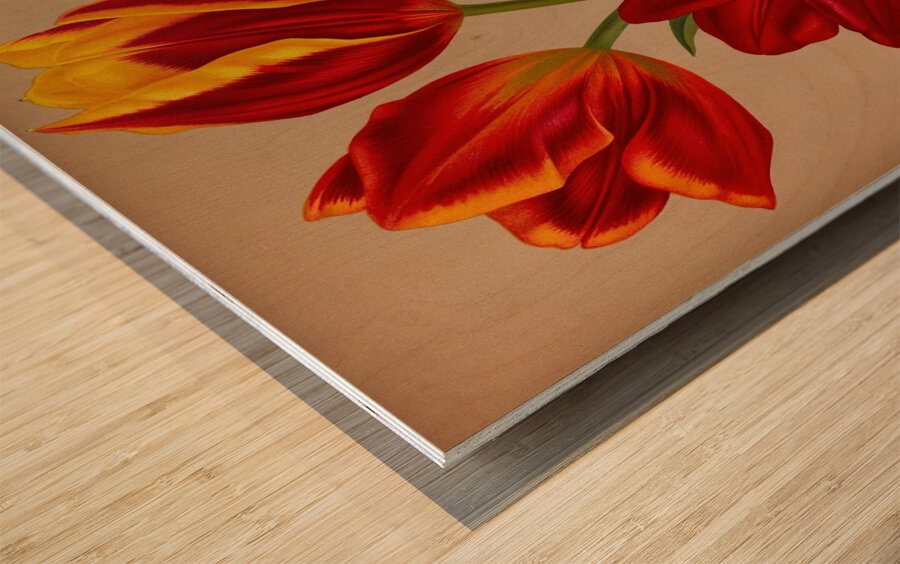 Album van Eeden : Haarlems flora : 1872-1881 Wood print