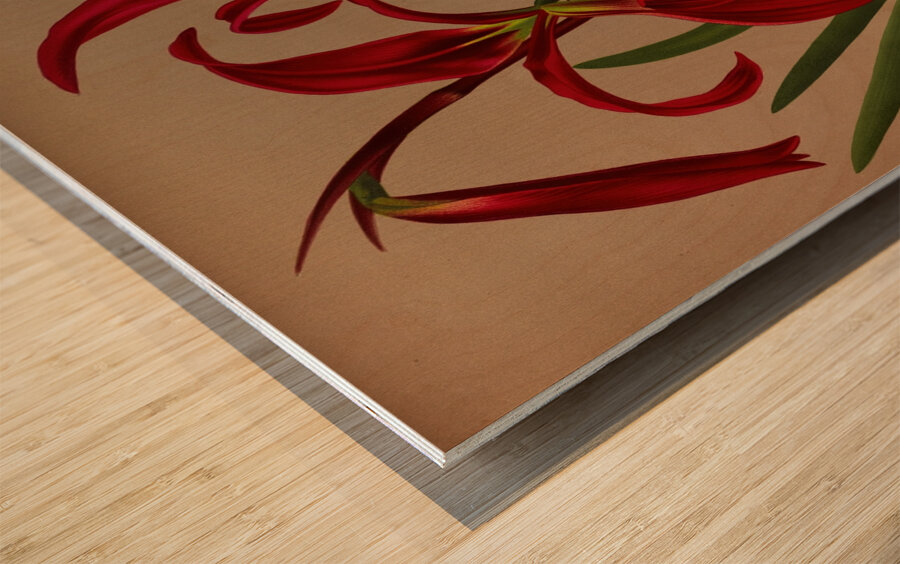 Album van Eeden : Haarlems flora : 1872-1881 Wood print