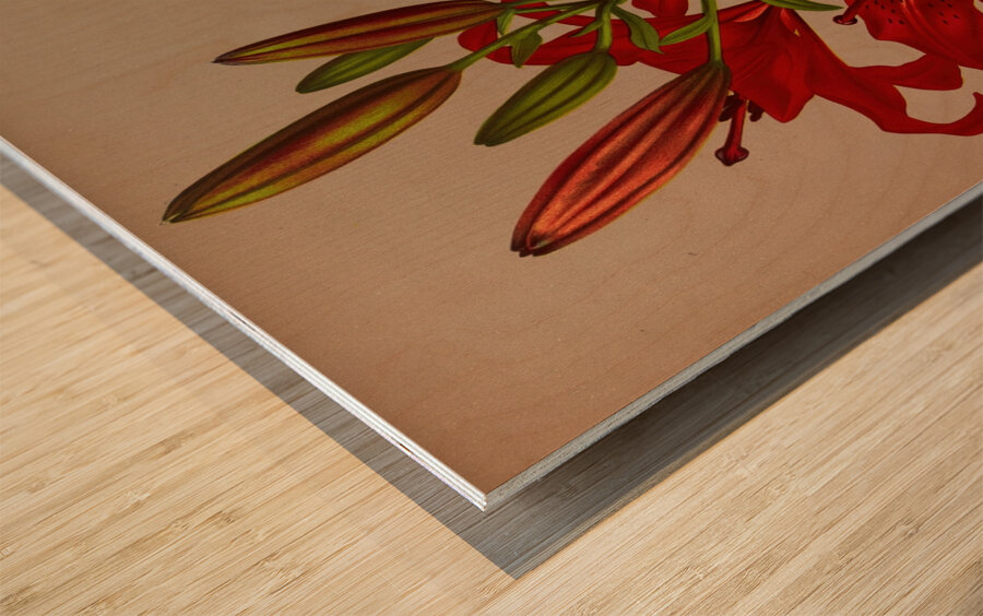 Album van Eeden : Haarlems flora : 1872-1881 Wood print