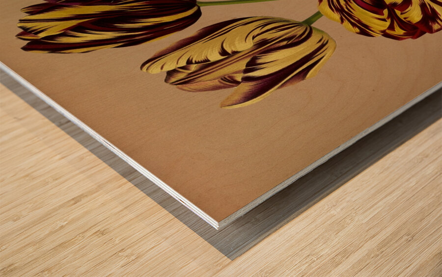 Album van Eeden : Haarlems flora : 1872-1881 Wood print