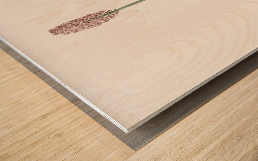 Swamp pink  illustration  Wood print