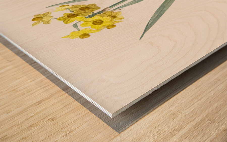 Daffodil illustration  Wood print