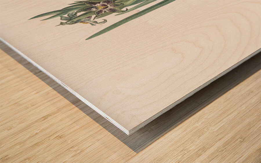 Ferraria illustration  Wood print