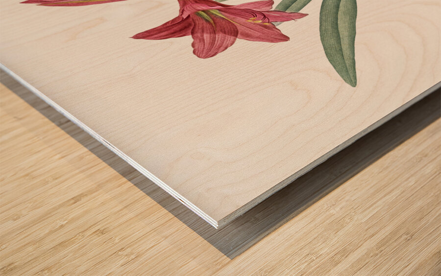 Hippeastrum illustration  Wood print