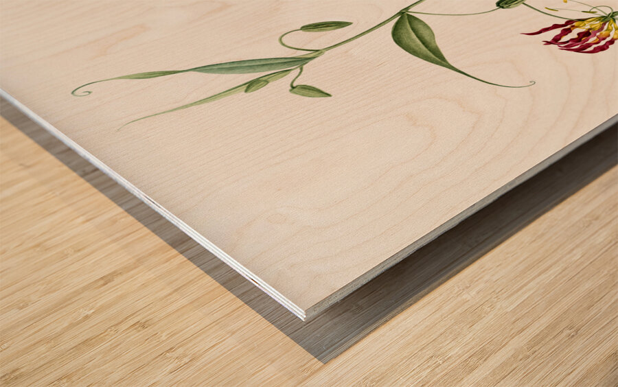 Flame lily illustration  Wood print