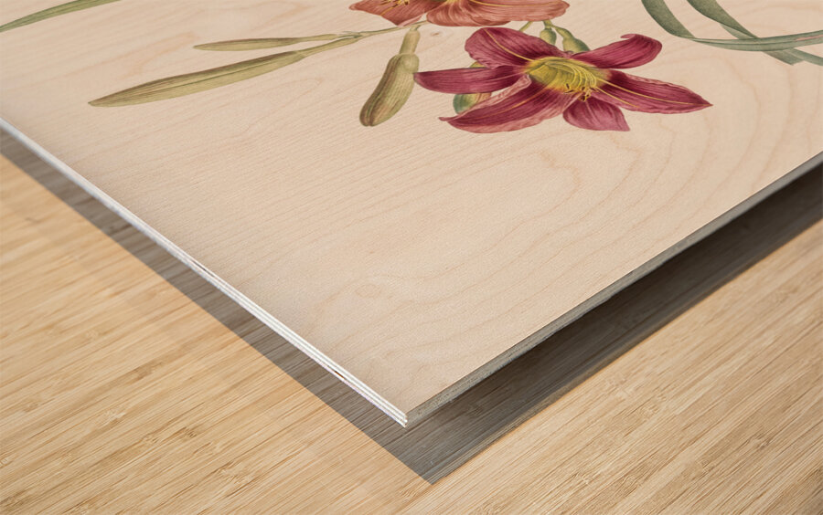 Orange day lily illustration  Wood print
