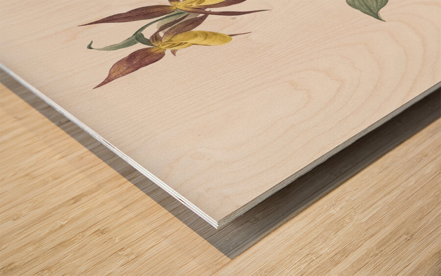 Lady slipper orchid illustration  Wood print