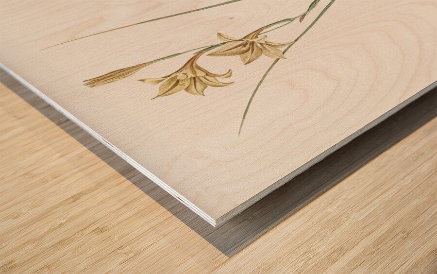 Lady slipper orchid illustration  Wood print