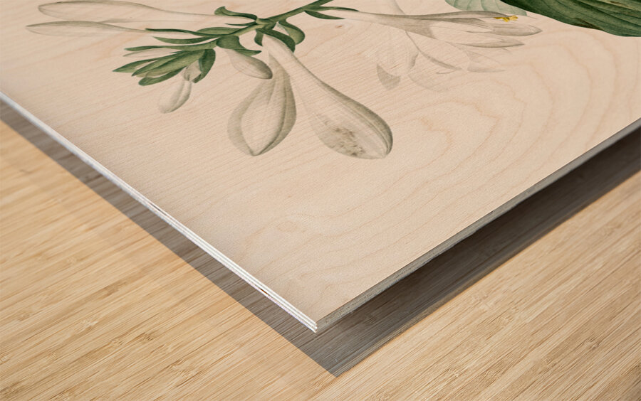 Daylily illustration  Wood print