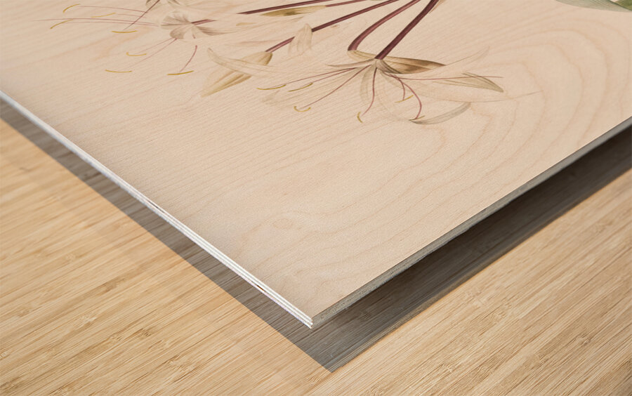 Crinum erubescens illustration  Wood print