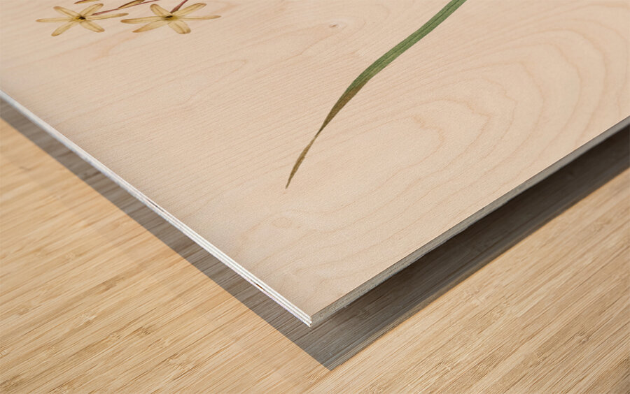 Ixia longiflora illustration  Wood print