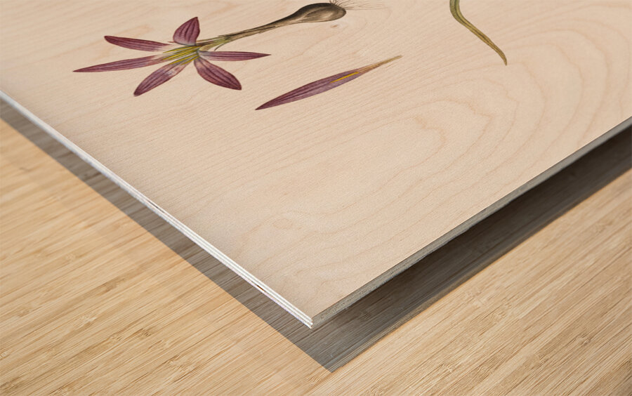 Spring meadow saffron illustration  Wood print