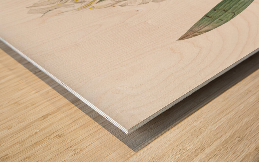 Iris florentina illustration  Wood print