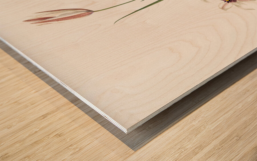 Lady tulip illustration  Wood print