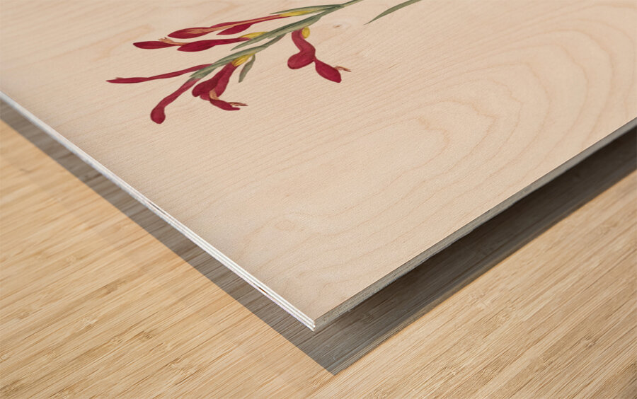 Gladiolus cunonius illustration  Wood print