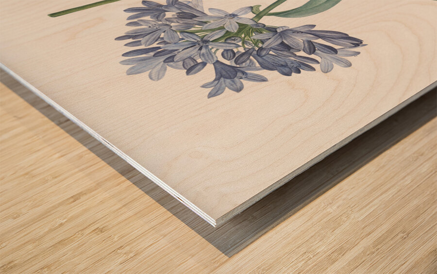 Lily of the Nile illustration  Wood print