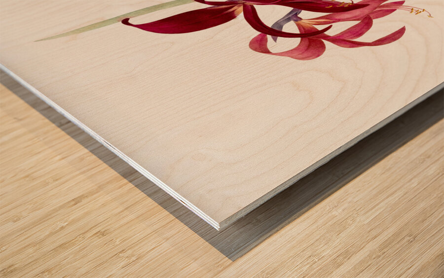 Lily illustration  Wood print