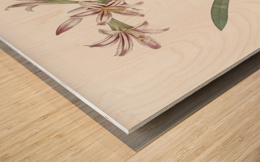 Amaryllis illustration  Wood print