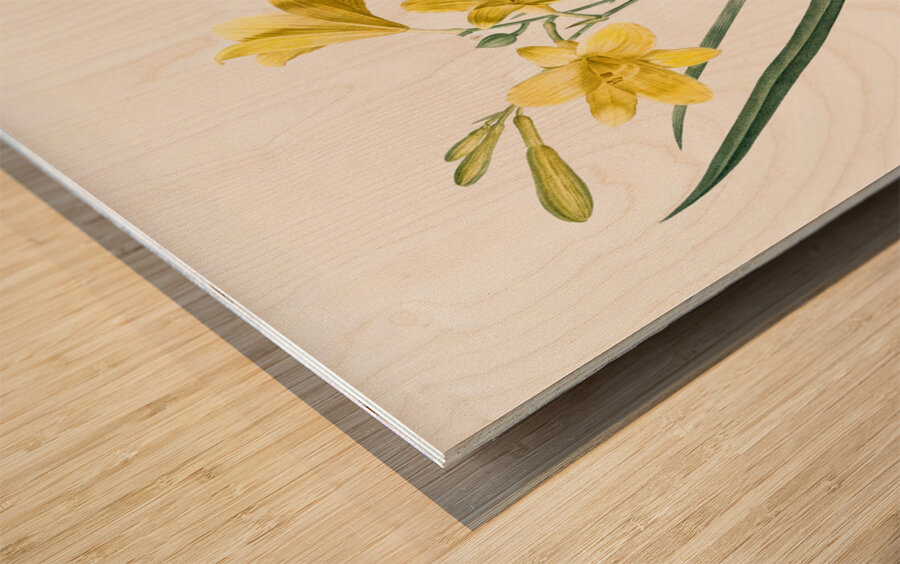 Daylily illustration  Wood print