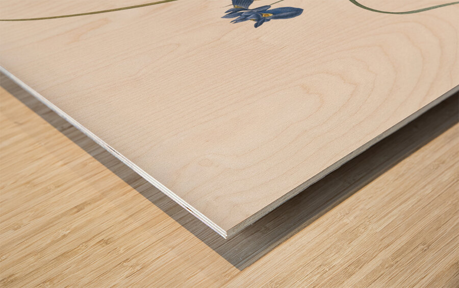 Barbary Nut illustration  Wood print