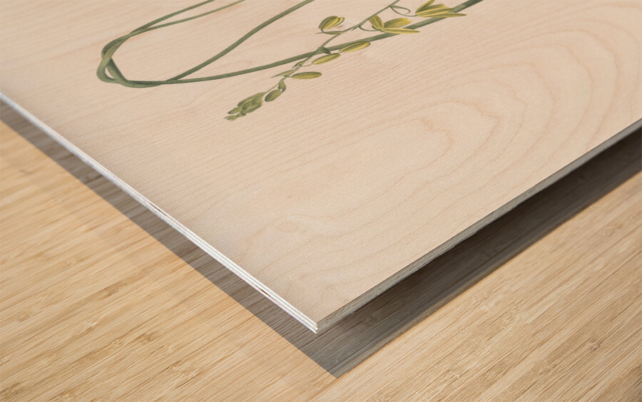 Albuca illustration Wood print