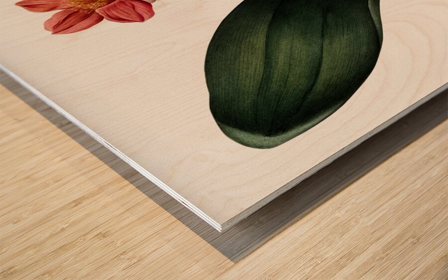 Blood lily illustration  Wood print