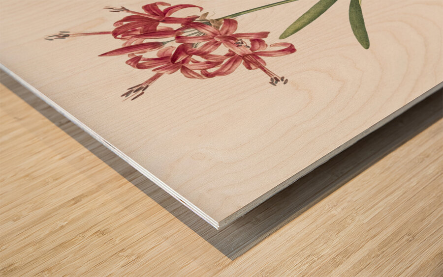 Guernsey lily illustration  Wood print