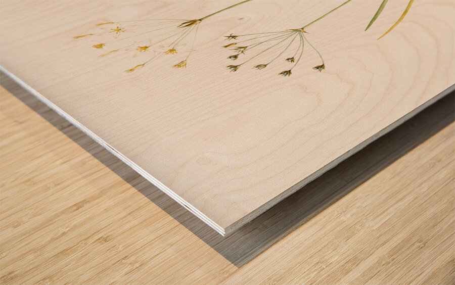 Allium straitum illustration  Wood print