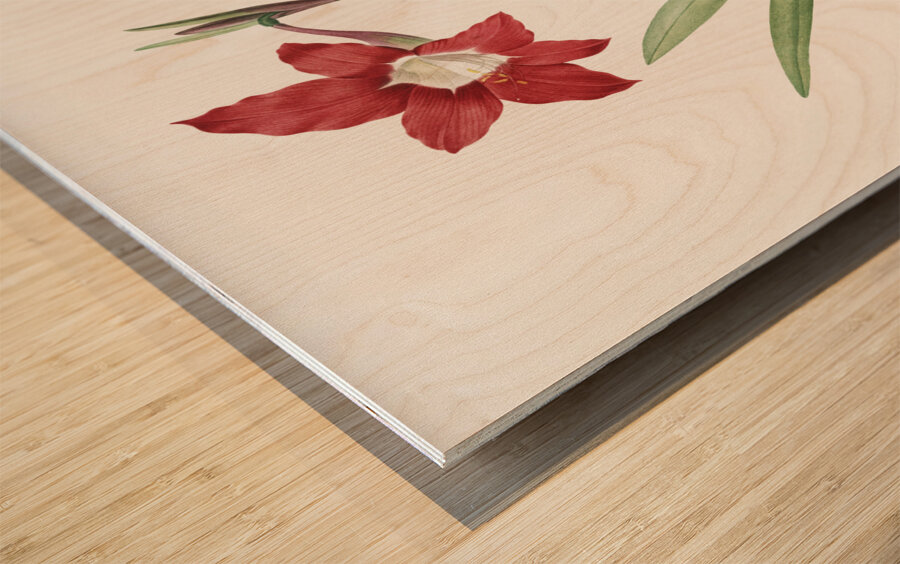 Hippeastrum illustration  Wood print