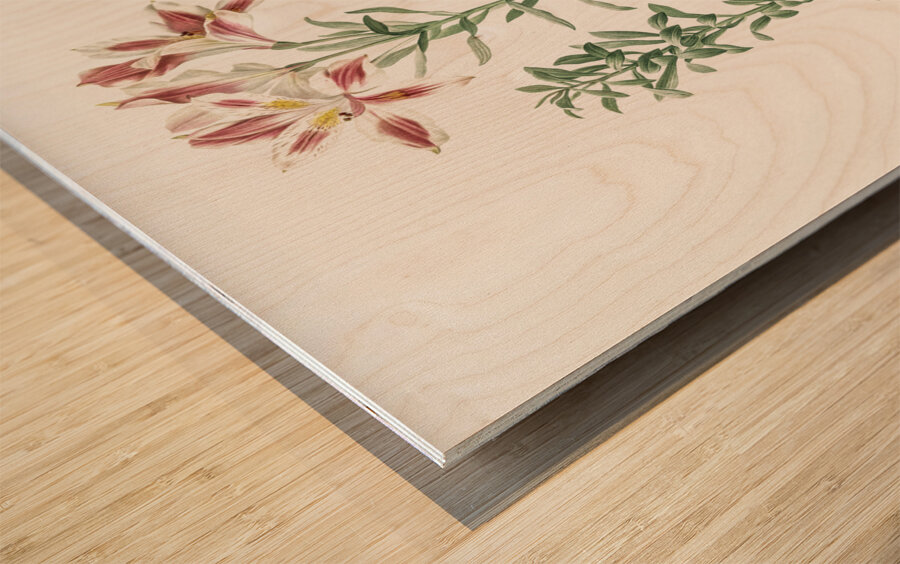 Lily of the Incas illustration  Wood print