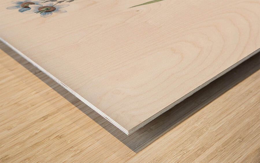 Galaxia ixiaeflora illustration  Wood print